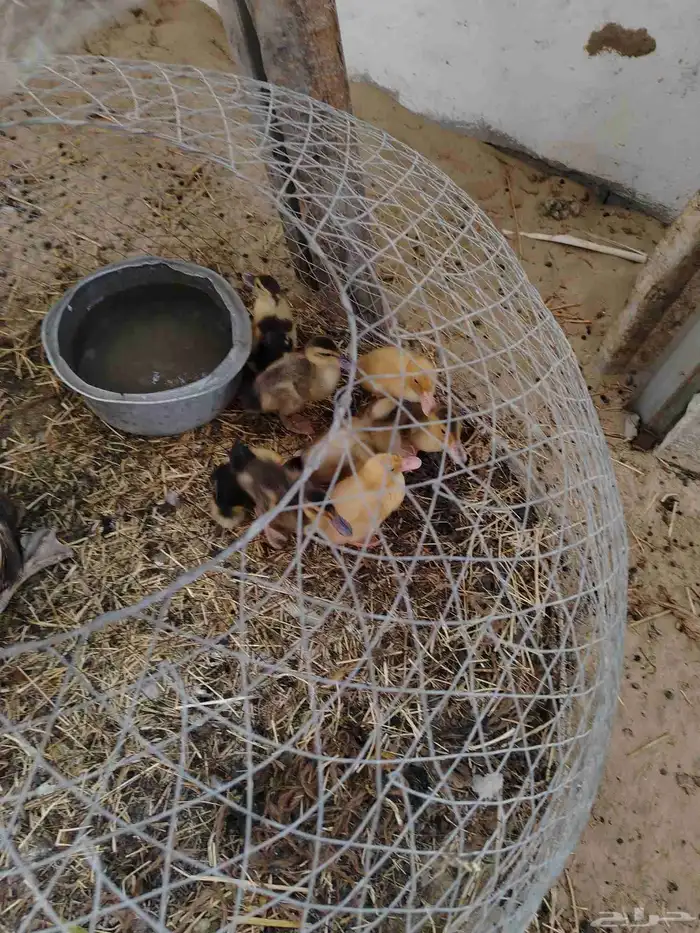 صوص دجاج وصوص بط 4