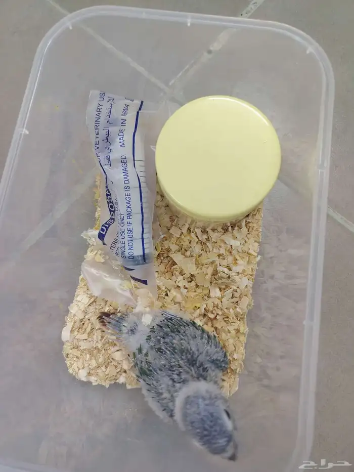 فروخ كنيور يلو سايد رد فاكتوري 1