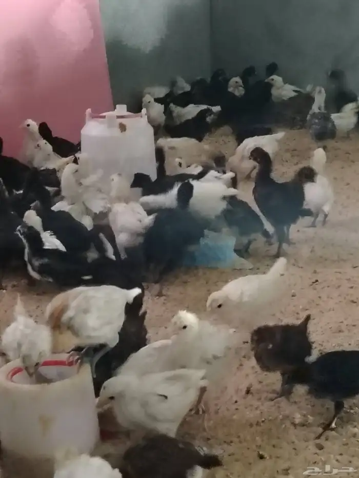 للببع صيصان بلدي 7