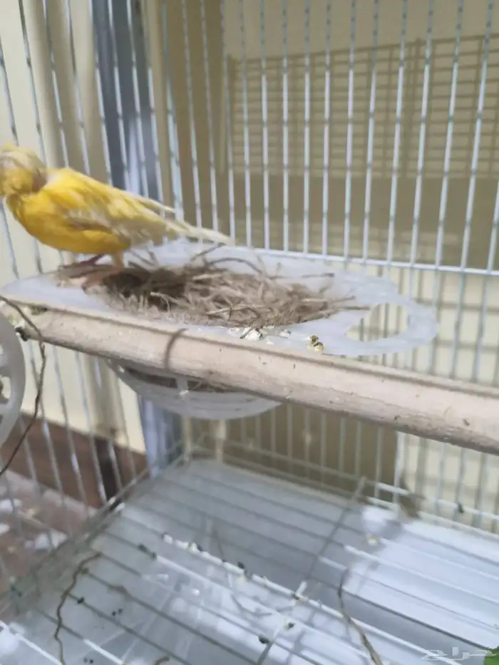 جوز كناري منتج 1