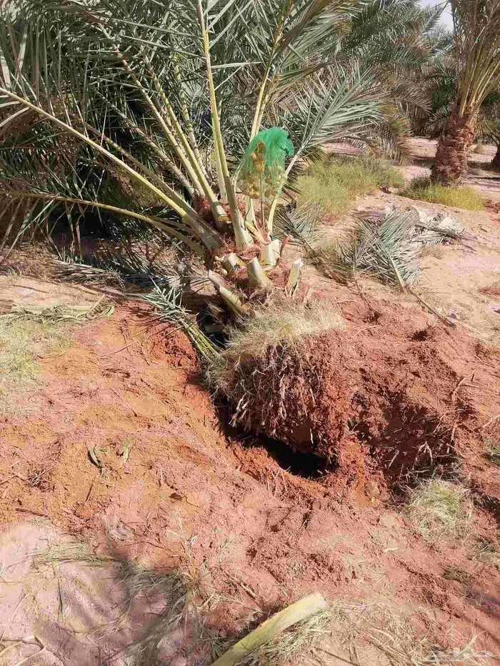 نخل للبيع جميع انواع 2