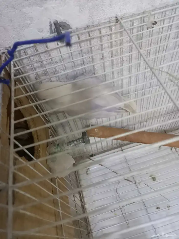 زوج روز منتج..فخم 4