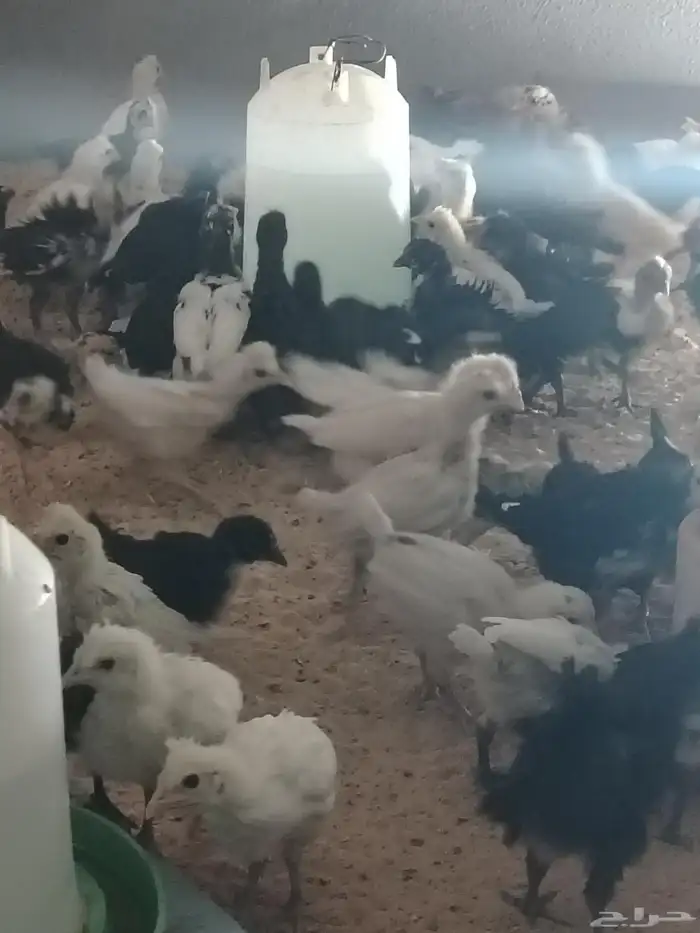 للببع صيصان بلدي 6