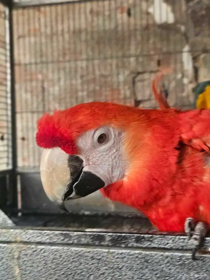 مكاو سكارليت ذكر للبيع 0