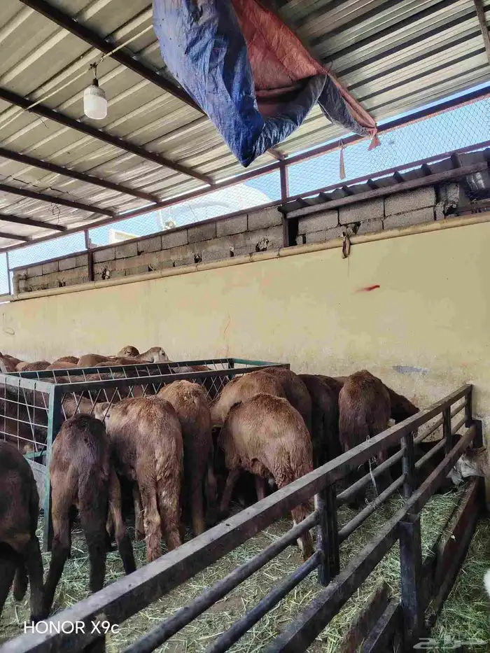 غنم سواكني تربيه العدد 150 1