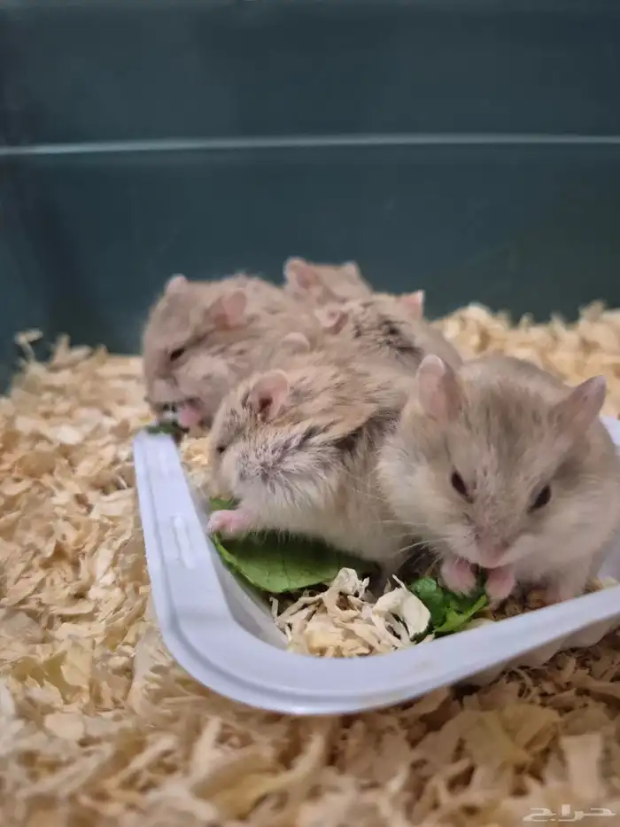 هامستر قزم للبيع 7