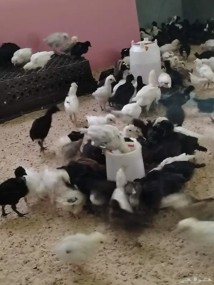 للببع صيصان بلدي 0