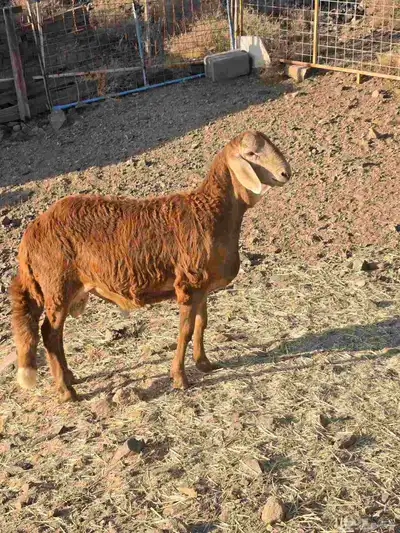 طليان سواكني جبر مع التوصيل index