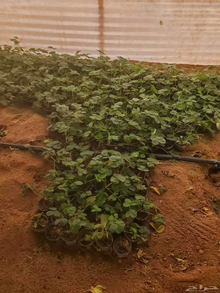 شتلات فراولة للبيع الموقع ساجر 0