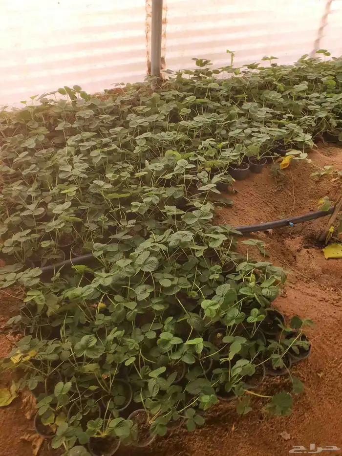 شتلات فراولة للبيع الموقع ساجر 1