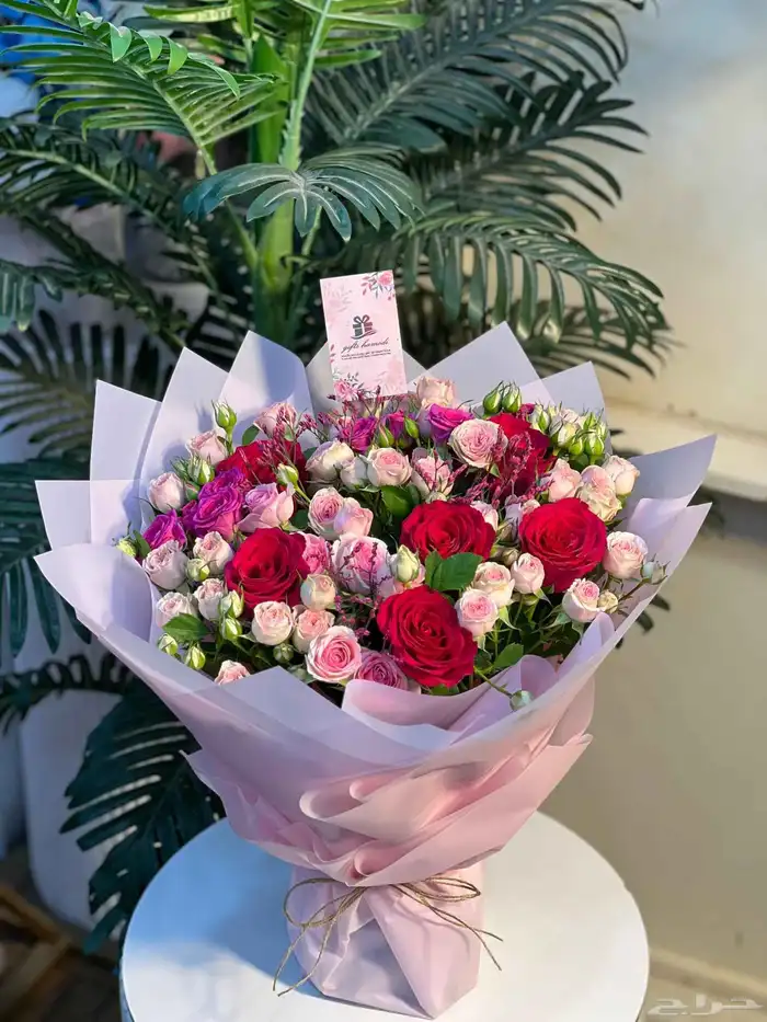 مق هاف مليون لون دم الغزال 2