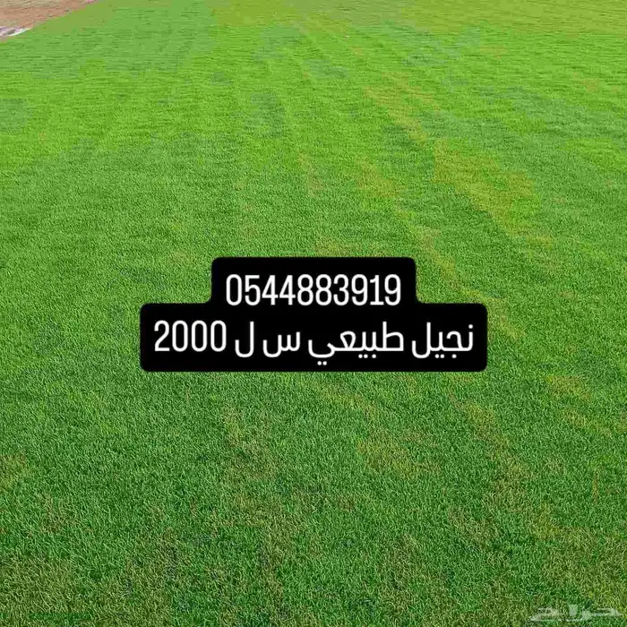 مسطحات خضراء 6