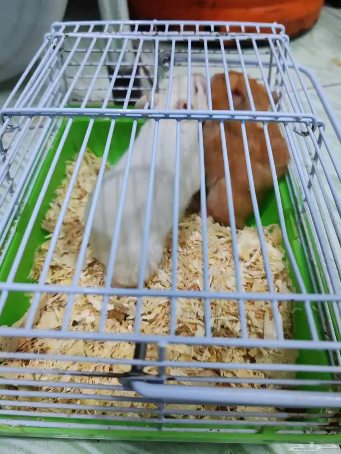 لوجه الله مستعجل ولا بخليه في الشارع قطه هملايا للتبني 11