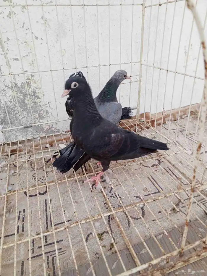 للبيع طبات صنعاني وصنعاوي 4