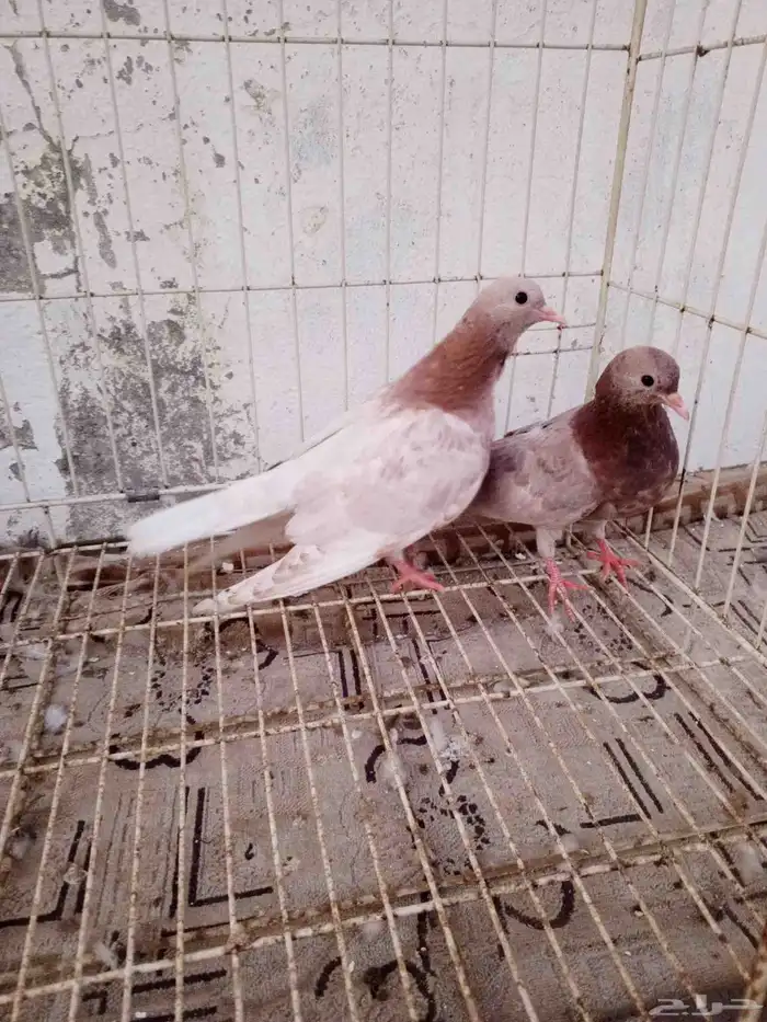 للبيع طبات صنعاني وصنعاوي 2