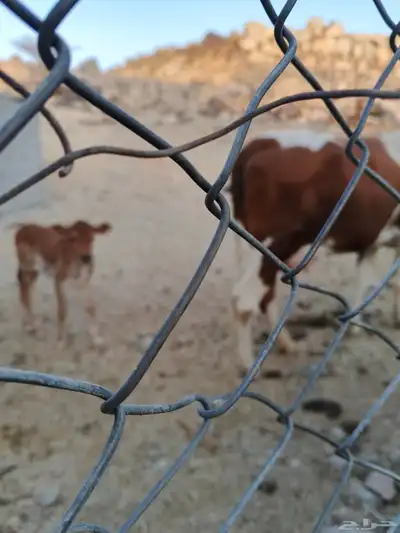 بقرة جرسيه هادئة عليها حسيله index