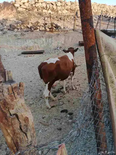 بقرة جرسيه هادئة عليها حسيله index