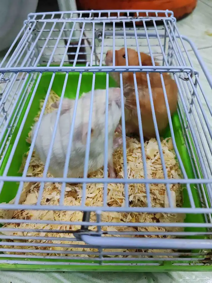 لوجه الله مستعجل ولا بخليه في الشارع قطه هملايا للتبني 10