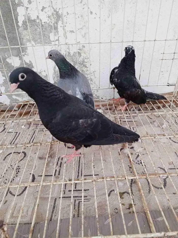 للبيع طبات صنعاني وصنعاوي 8