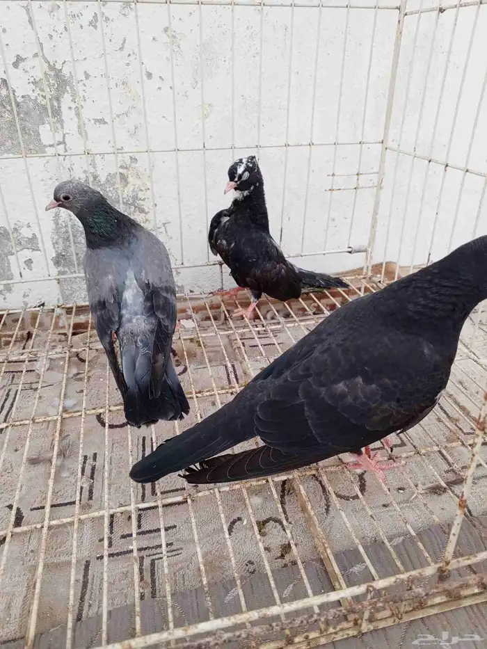 للبيع طبات صنعاني وصنعاوي 5