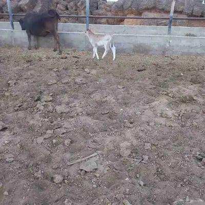 ثور صغير index