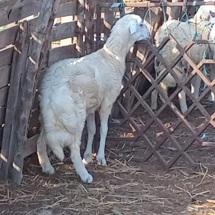 خروف حري هجين العمر 4شهور للبيع المواقع الكربوس 0