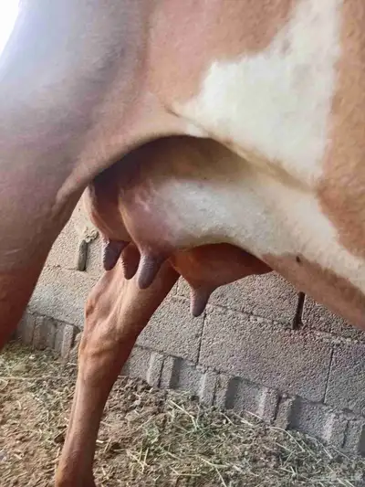 بقره للبيع index