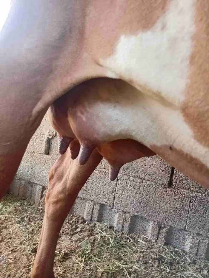 بقره للبيع 2