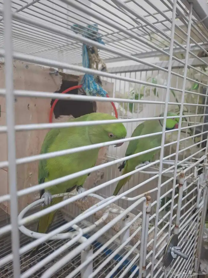 زوج دره هندي 0