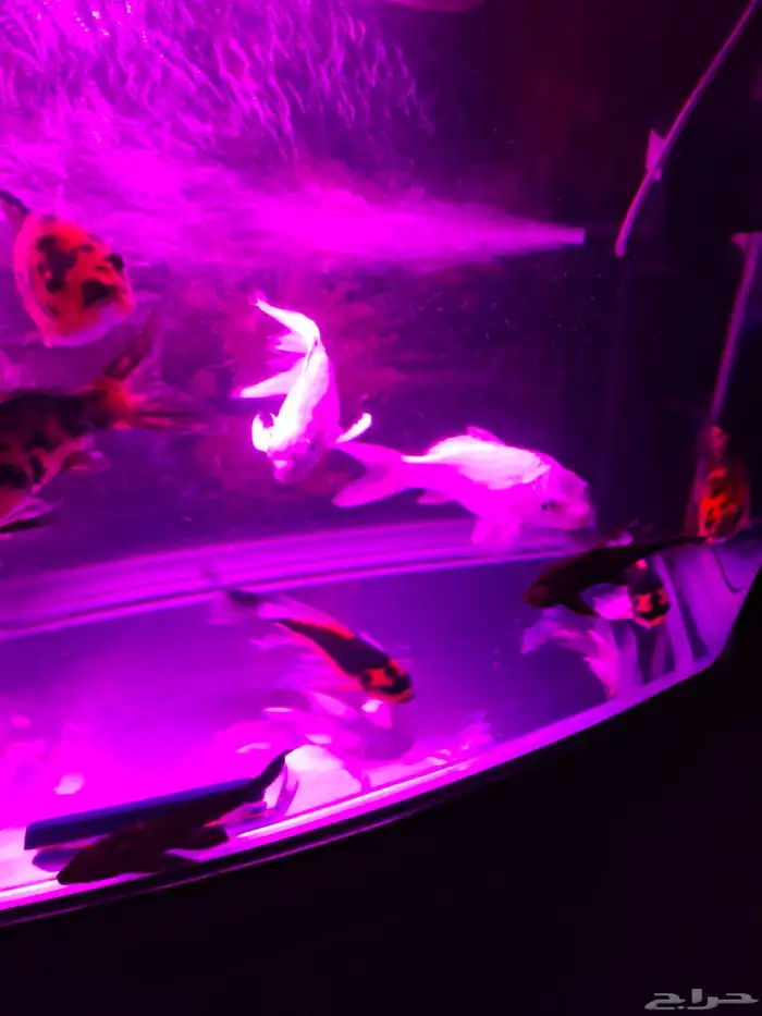 اسماك كوي اندونيسي سلالات ممتازة 5