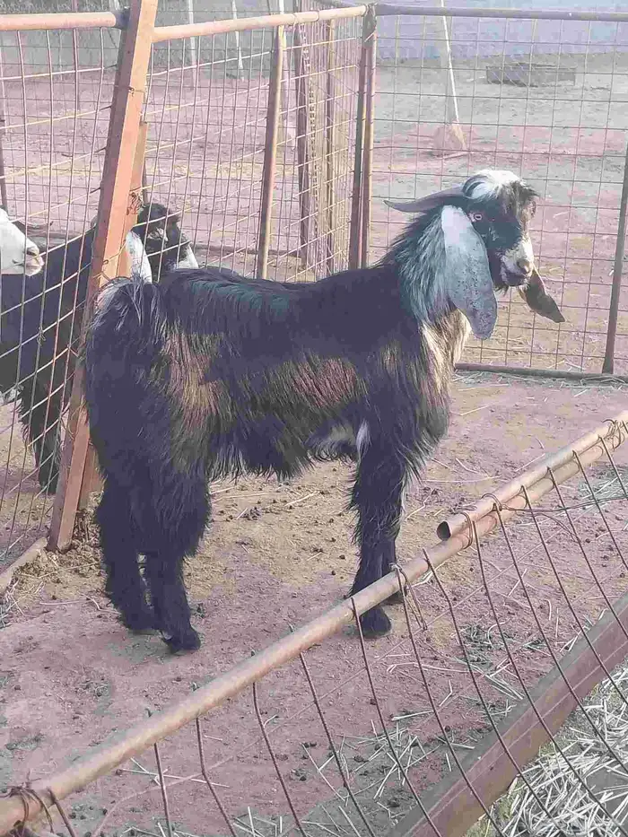 تيس عارضي فحل. تم البيع 1