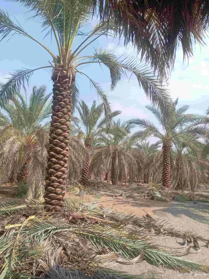 يوجد لدينا جميع انواع النخيل عربي واشنطني تكراب تنضيف 2