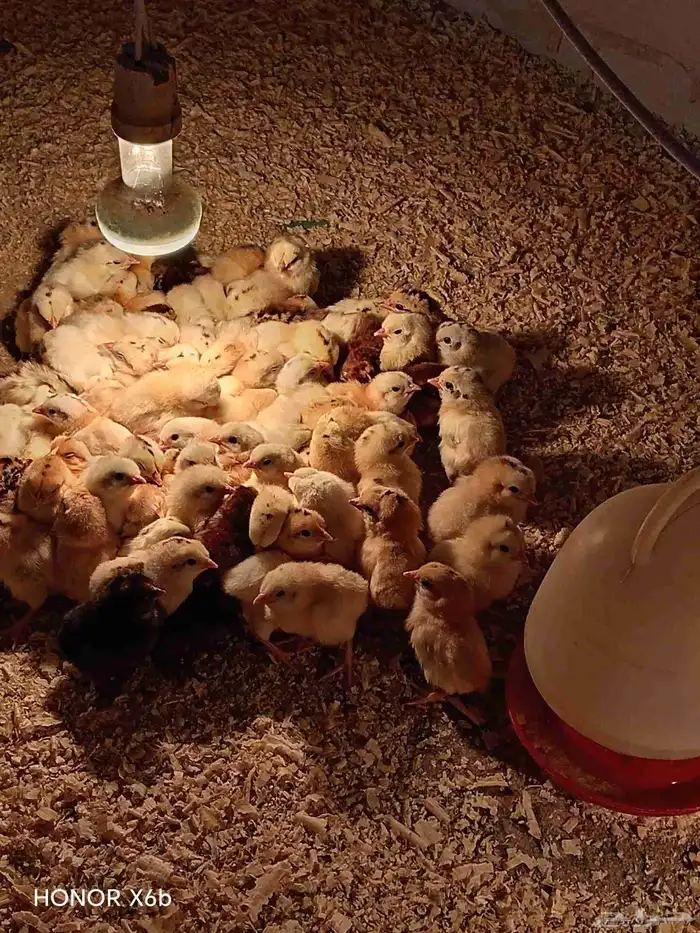 fumie cheken  and duck 8