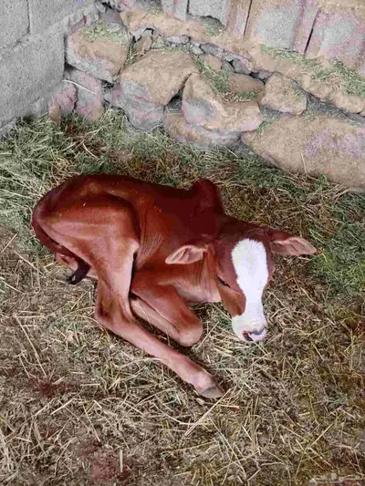 بقره للبيع index