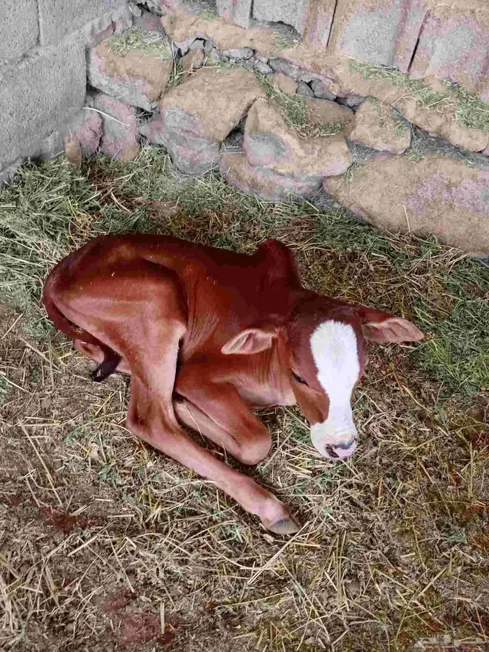 بقره للبيع 3