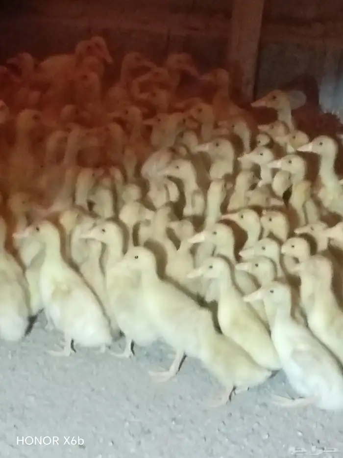 fumie cheken  and duck 7