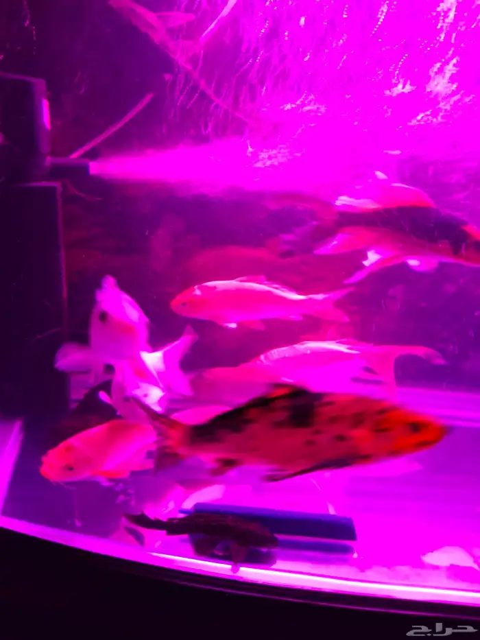 اسماك كوي اندونيسي سلالات ممتازة 6