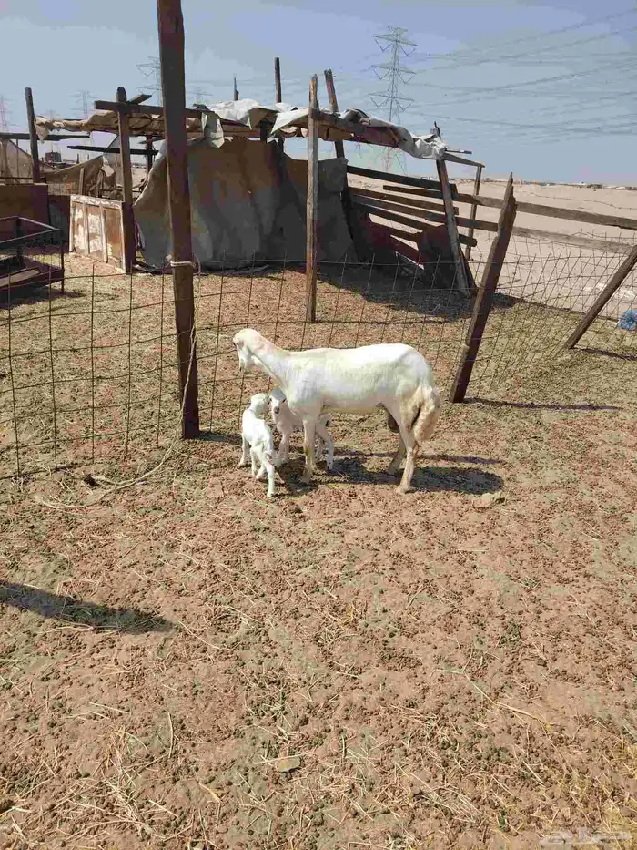 رخل الرفيديه فاخره تحتها اثنين 2