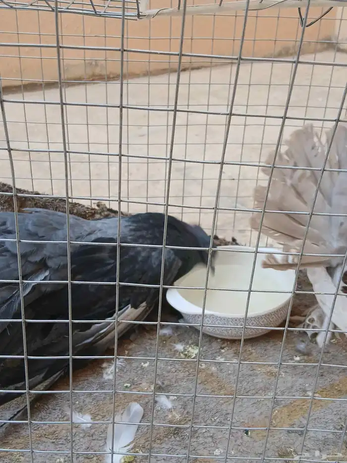 حمام فرنسي انتاجه 1