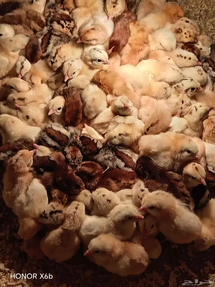 fumie cheken  and duck 1