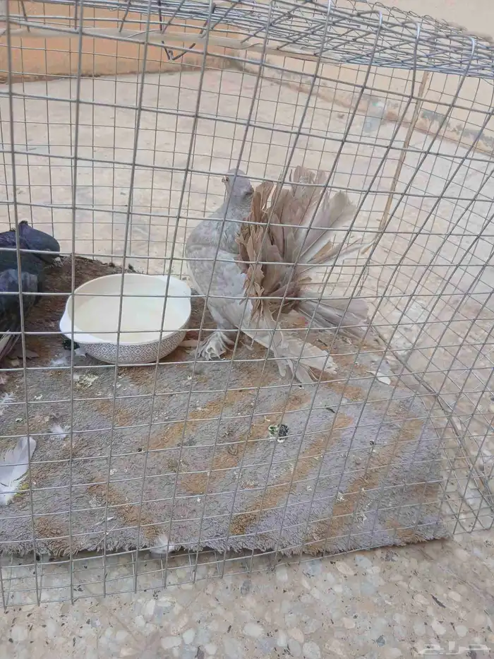 حمام فرنسي انتاجه 2