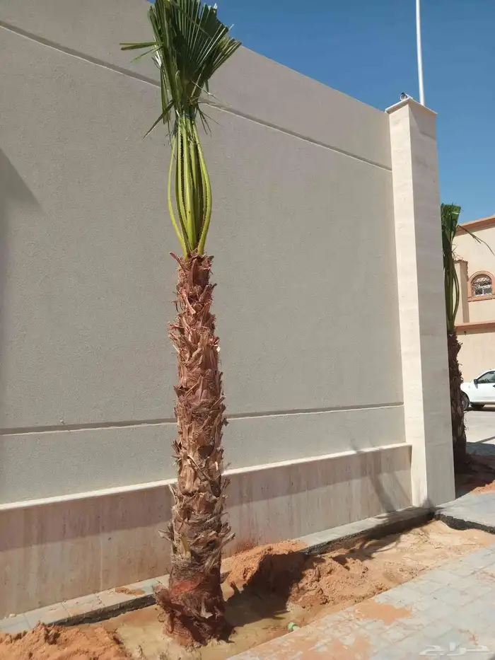 نخل زينه واشنطني نخل زينه نخل عربي خلاص برحي سكري شيشي هلالي 3