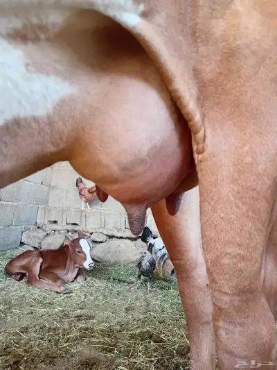 بقره للبيع index