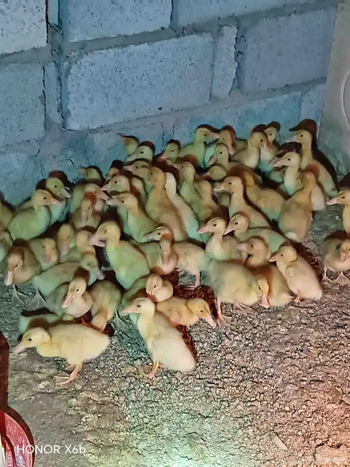 fumie cheken  and duck 5