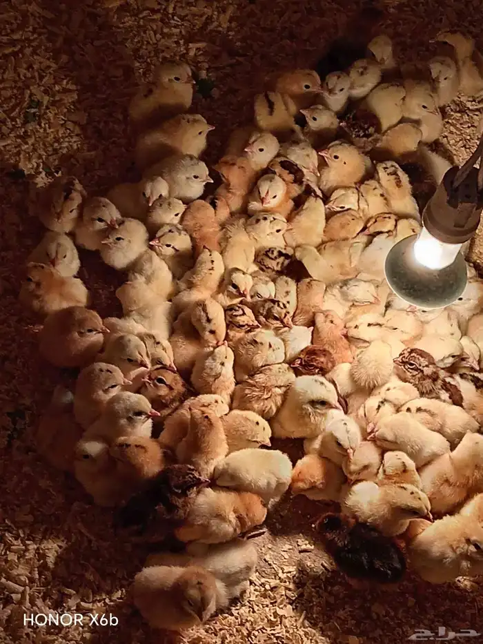 fumie cheken  and duck 3