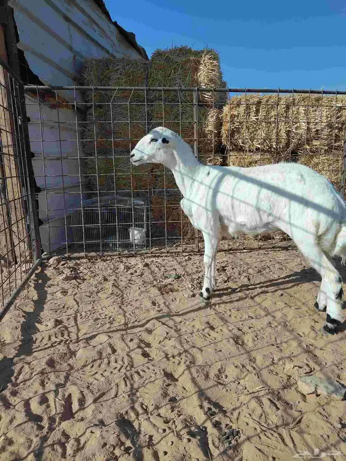 رخل عمرها 7شهور مقفله شحم على الشعير والبرسيم والتبن 0