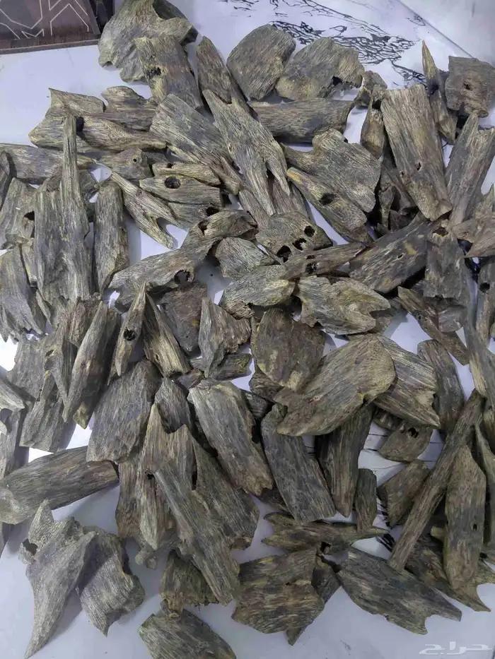 كينام صيني فآخر 1