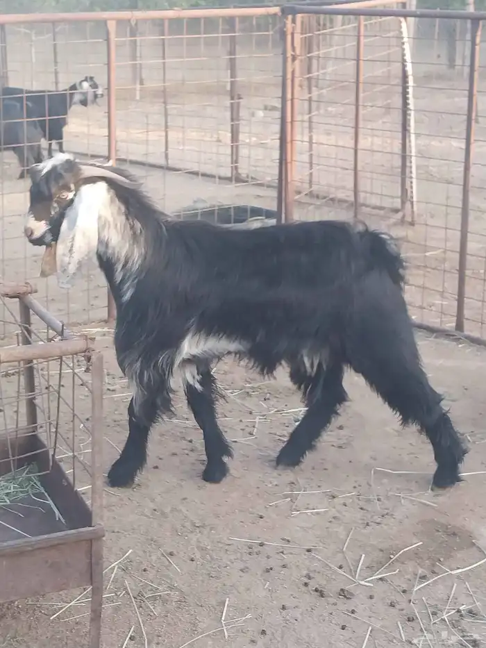 تيس عارضي فحل. تم البيع 2