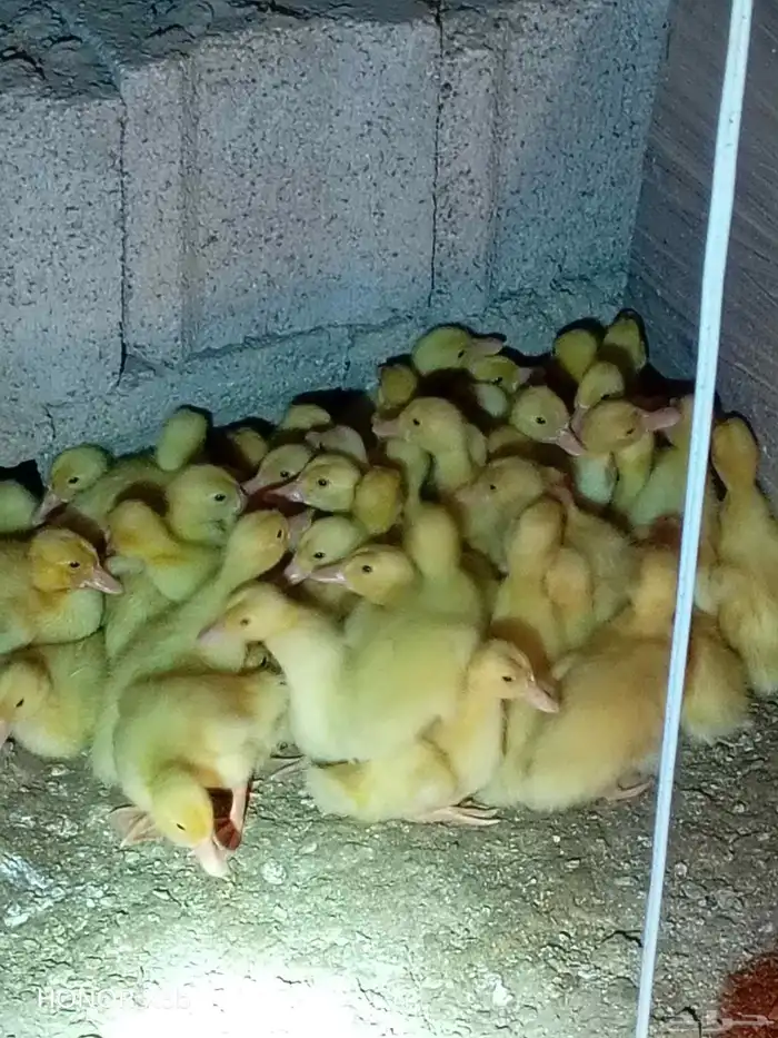 fumie cheken  and duck 9