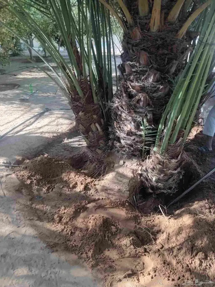 نخل زينه واشنطني نخل زينه نخل عربي خلاص برحي سكري شيشي هلالي 4